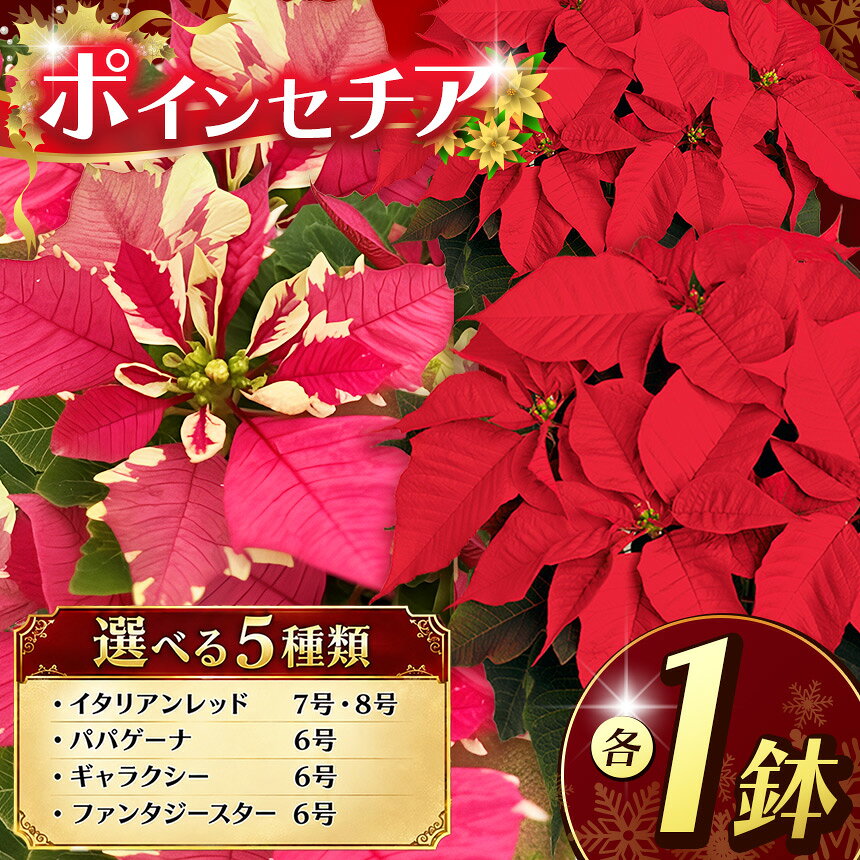 【ふるさと納税】ポインセチア 選べる品種 | 11月発送 鉢植え 花 園芸 イタリアンレッド 8号鉢 7号鉢 パパゲーナ 6号鉢 ギャラクシー ファンタジースター クリスマス 贈り物 ギフト 室内インテリア 観葉植物 先行予約 栃木県 下野市 送料無料