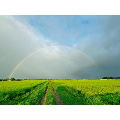 ふるさと納税 塩谷町 令和7年産有坂ファームのコシヒカリとゆうだい21(5k×2)手作り味噌(800g)のセット |  | 03