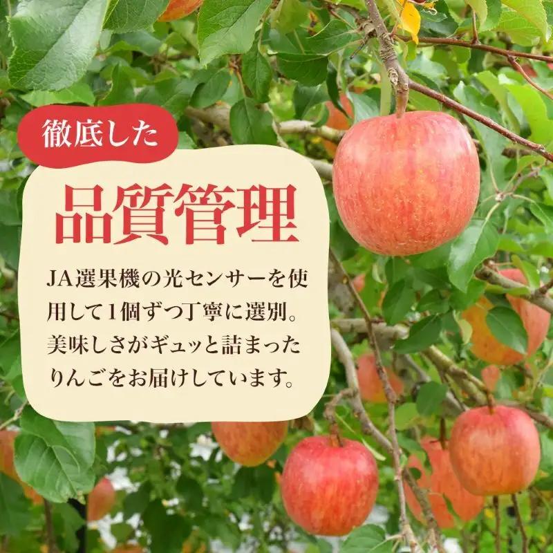 りんご シナノスイート 約10kg 24～40玉入 りんご