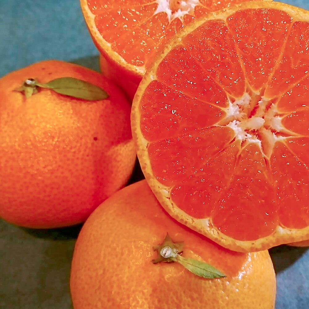 【ふるさと納税】長崎県産 訳あり 伊木力系 温州みかん 10kg ミカン 蜜柑 フルーツ くだもの 果物 果実 柑橘類 青果 国産 九州 長崎県 長崎市 送料無料 【2025年11月下旬～12月下旬迄発送予定】