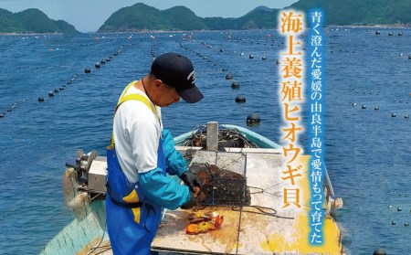 海の幸 ヒオウギ 貝 50個 羽根  BBQ 網焼き ホタテ 二枚貝 貝柱 檜扇貝 ヒオウギ貝 海鮮 海産物 海 特産品 うま味 旨味 おつまみ アヒージョ チーズ バター 醤油 焼き アレンジ アウ