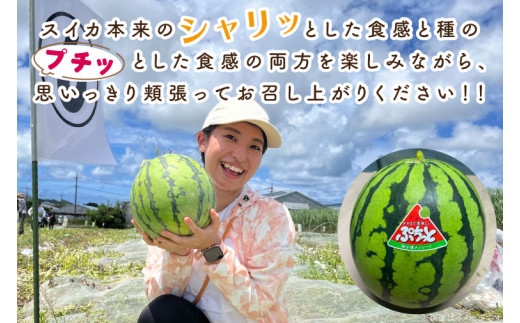 タネまで食べられる？！ タネまで美味しいスイカ「ぷちっと」約6kg（2玉）｜沖縄 沖縄県 豊見城市 ふるさと納税 果物 スイカ フルーツ すいか 送料無料(CI002)