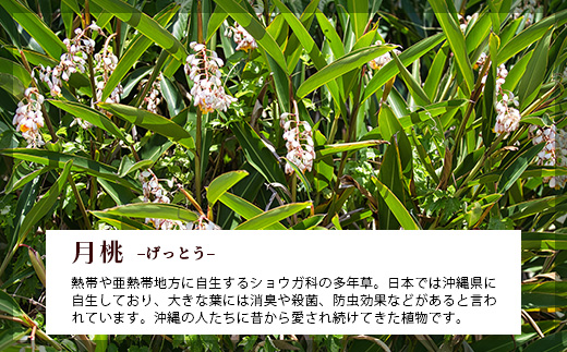 「月桃の苗」大1株（特別栽培、栽培期間中農薬不使用）【 沖縄県石垣市 月桃 農薬不使用 化学肥料不使用 苗 離島のいいもの 沖縄いいもの石垣島 】OI-14