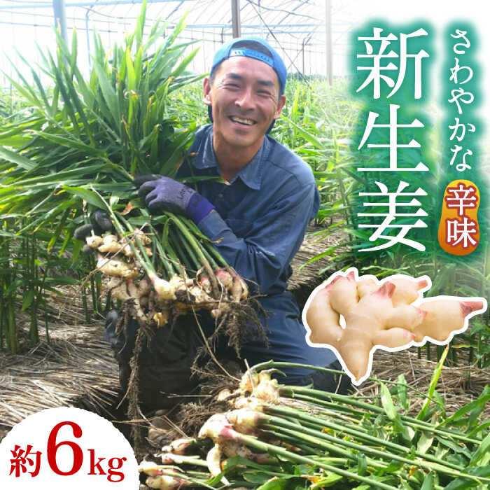 【ふるさと納税】【2026年8月～発送】新生姜 約6kg / ショウガ しょうが 生姜 / 南島原市 / ふくはちファーム / 福島農園 [SBS020]