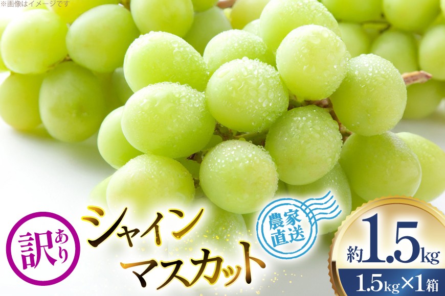 
                  【期間限定発送】 ぶどう 家庭用 訳あり シャインマスカット 約1.5kg 1箱 [治右衛門果樹園 山形県 高畠町 tk06ays830025]  ブドウ 葡萄 フルーツ 果物 くだもの デザート 甘い シャイン マスカット 1.5キロ 産地直送 農家直送 期間限定
                