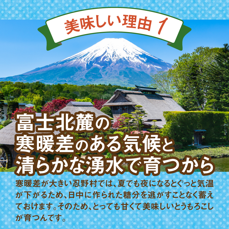 《先行予約》 富士北麓忍野村の気候、水、自然で作られた朝採りトウモロコシ【ホワイトショコラ】2.5kg
