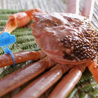 ふるさと納税 京丹後市 ズワイガニ 姿【訳あり!タグ付きブランド蟹】茹で松葉かに　浜茹でにてお届け! 800g級×2杯 |  | 01