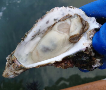 沢田水産 能登かき むき身 1kg（箱入り） 加熱調理用 | 牡蠣 ※2027年1月～発送