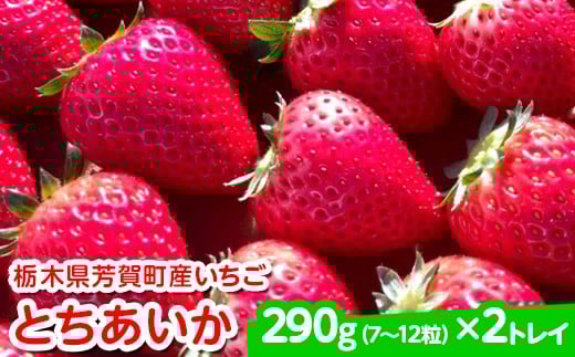 
            【先行予約】栃木県芳賀町産いちご とちあいか290g(7～12粒)×2トレイ | 果物 フルーツ いちご 苺 イチゴ とちあいか ブランド 期間限定 季節限定 旬 国産※2026年1月上旬～4月下旬頃に順次発送予定
          