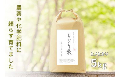 【令和6年新米・先行受付】ひのひかり ちぎり米 5kg【佐賀県産 米 コメ ヒノヒカリ 夢しずく 精米 白米】A6-F091001