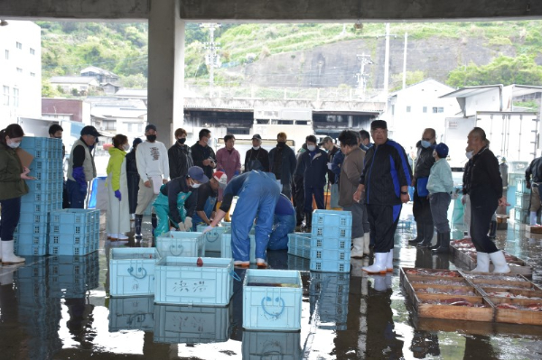【期間限定】活〆鱧（ハモ）短冊500ｇセット 冷蔵 船上活締め 鱧ちり鍋 北風鮮魚 愛媛県 伊予市|B101