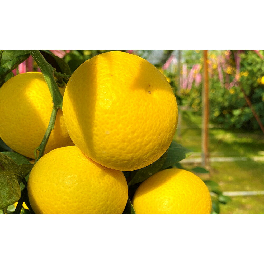 【ふるさと納税】【希少フルーツ】超熟☆芳醇・湘南ゴールド(L・2Lサイズ)2kg　2026年3月下旬頃～発送予定 | 湯河原町 中玉 Lサイズ 2Lサイズ 2kg 長期熟成 種なし 地域特産品