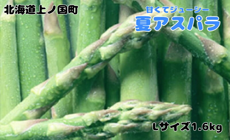 【ふるさと納税】【2026年夏発送】寅福菜園の朝採り夏アスパラ　L（1.6kg）　朝採れ　農家直送　新鮮　グリーンアスパラ　夏野菜　旬野菜　シャキシャキ　とれたて　北海道産