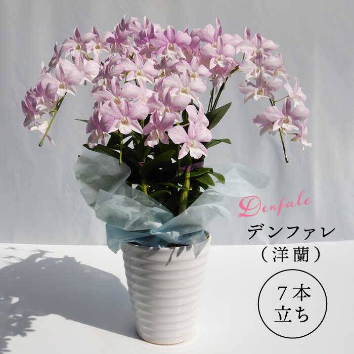【 10セット 限定 】 デンファレ （ 洋蘭 ） 7本 立ち 糸島市 / 和饗エコファーム株式会社 蘭 洋蘭 デンファレ 花 インテリア お祝い 贈り物 [AVI002]