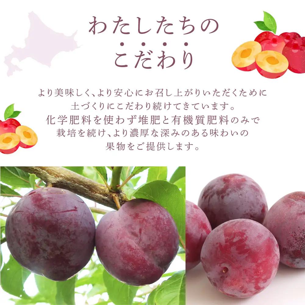 プラム 1kg 北海道産 プラム 紅香のしずく すもも