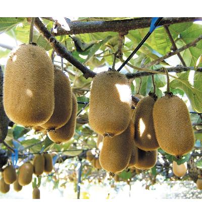 ふるさと納税 三豊市 【さぬき讃フルーツ】香緑キウイ(スイート16)約1.3kg化粧箱入り |  | 02