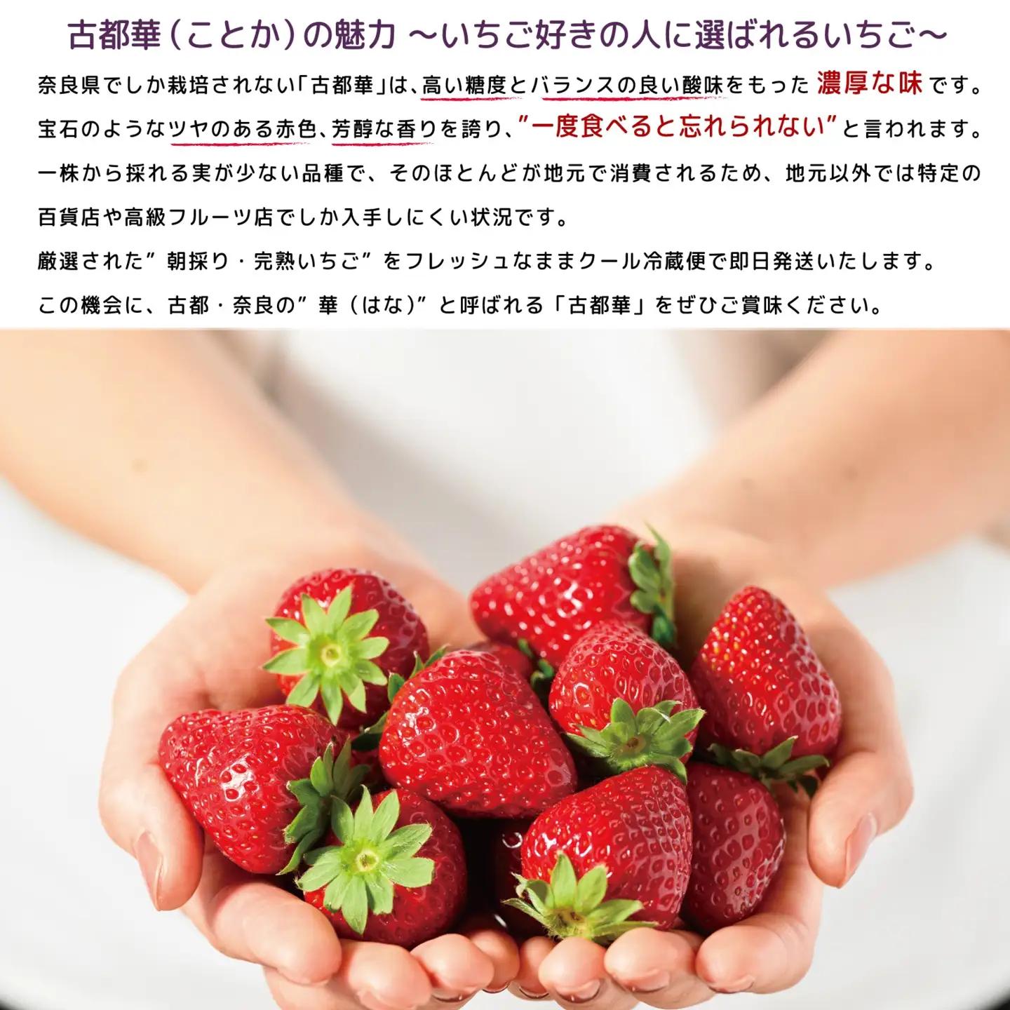 先行予約 数量限定 朝採り 古都華 完熟 1月より順次発送奈良県特産 朝採り高級ブランドいちご「古都華」 // いちご イチゴ 古都華 フルーツ 果物 旬 限定 ブランド 朝採り 完熟 いちご ことか