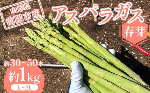 
【令和6年産先行予約】 アスパラガス (春芽) 約1kg (L～2Lサイズ 約30～50本前後) 《令和6年5月上旬～発送》 『みつば農園』 山形県 南陽市 [1953]
