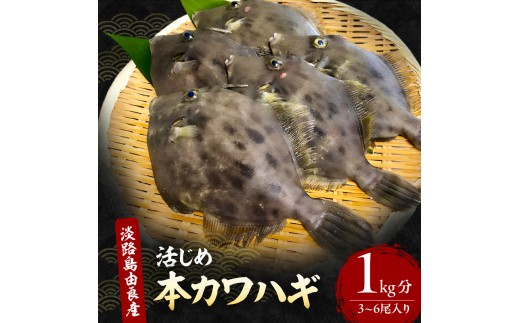 
                  天然 活じめ 本カワハギ 3～6尾 1kg セット 詰め合わせ 淡路島由良産 下処理済み カワハギ マルハギ マルハゲ 魚 鮮魚 魚介 魚介類 海鮮 海鮮セット 冷蔵 洲本市 [№5395-0018]
                