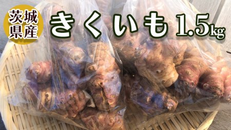 茨城県産 「 菊芋 」 1.5kg キクイモ 芋 菊芋チップス 新鮮 野菜 旬 健康食材 おやつ おつまみ