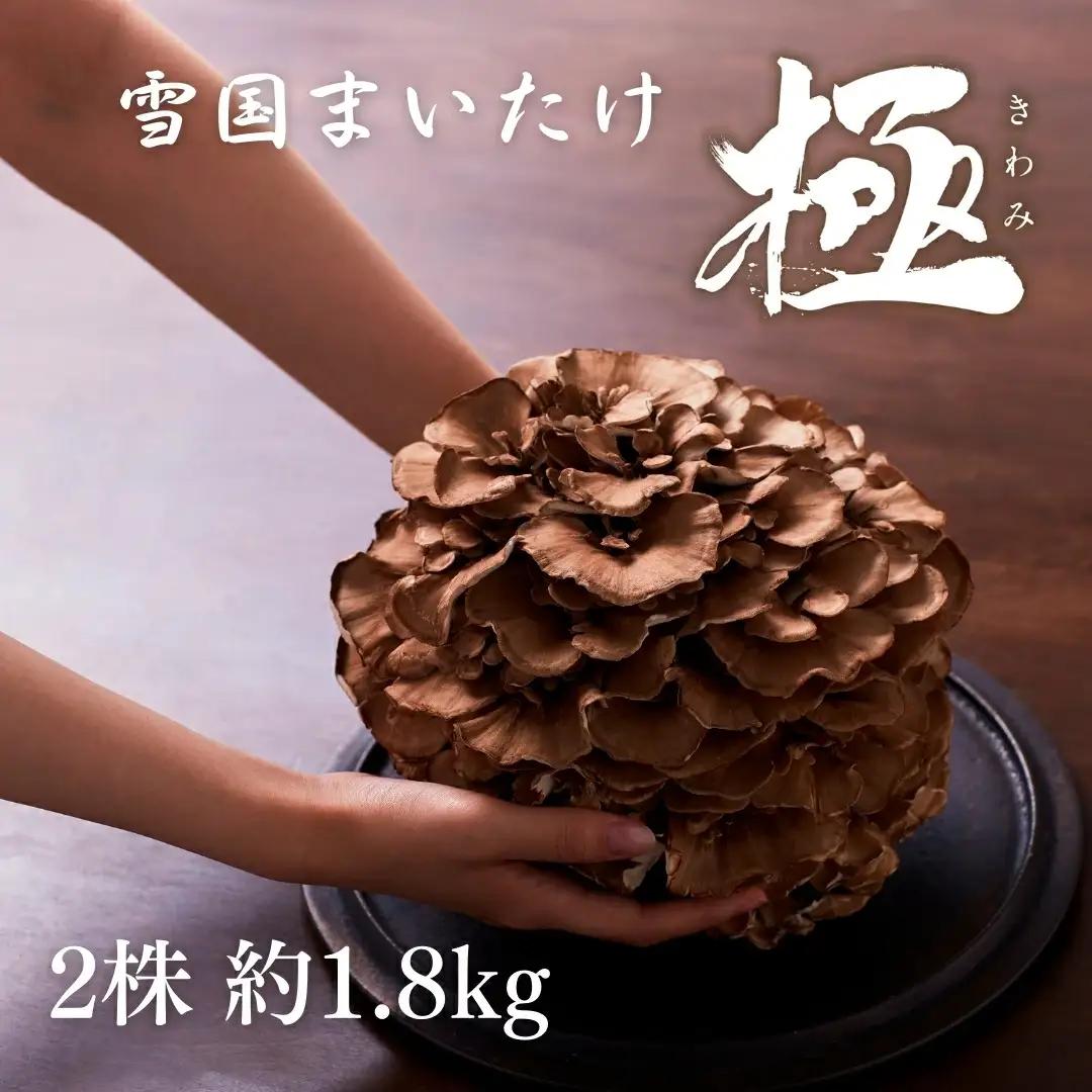 まいたけ 極 2株 (約900g×2) ユキグニファクトリー | 新潟県 五泉市 雪国まいたけ 舞茸 マイタケ きのこ
