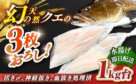 天然クエ（1キロ台・3枚おろし） 《壱岐市》【壱岐島　玄海屋】[JBS039] クエ 魚 刺身 しゃぶしゃぶ  90000 90000円 9万円