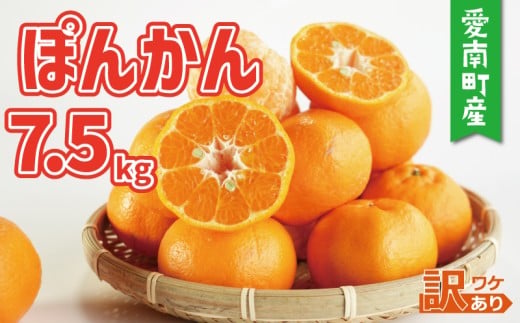 訳あり ポンカン 7.5kg 10000円 みかん mikan 蜜柑 ミカン ぽんかん 産地直送 国産 農家直送 糖度 期間限定 数量限定 特産品 ゼリー ジュース アイス 等に 人気 限定 甘い フルーツ 果物 柑橘 美味しい おいしい ジューシー 小玉 含む 規格外 サイズ ミックス 傷み補償 500g ミッチーのおみかん畑 愛南町 愛媛県