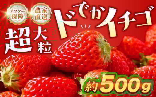 ≪先行予約≫ 超大粒イチゴ 約500g ギフト グランデ グランデサイズ 贈答 いちご 苺 イチゴ