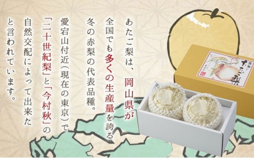 梨 岡山県産 あたご梨 2玉 約1.8kg | 愛宕梨 梨 贈り物 御歳暮 果物 くだもの フルーツ 和梨 マルトウ促成青果【mrts003-01】