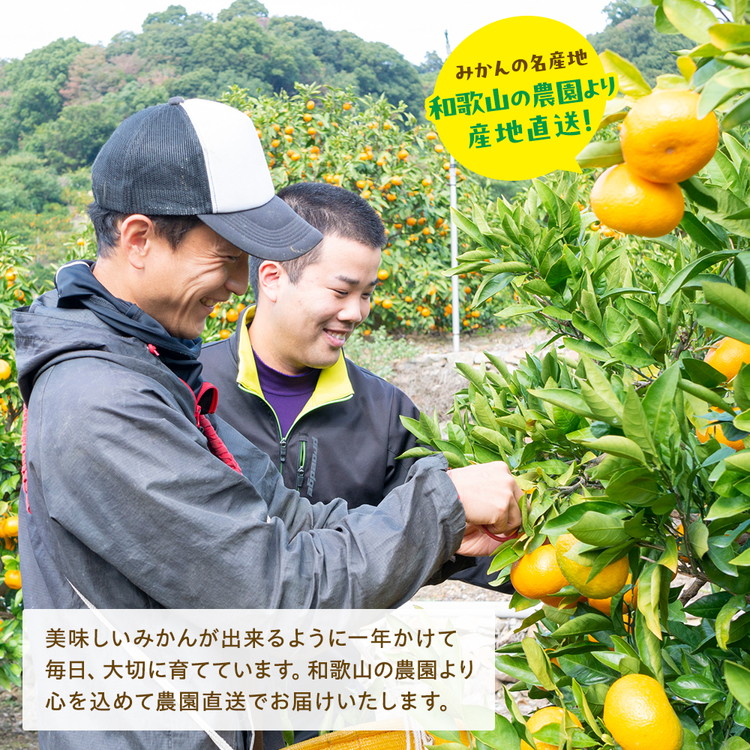 【先行受付 2025年11月～発送】農園直送!完熟有田みかん 1.3kg(1.1kg+200g(傷み補償分)) ※北海道・沖縄・離島への配送不可 ※2025年11月上旬～12月下旬頃より順次発送予定