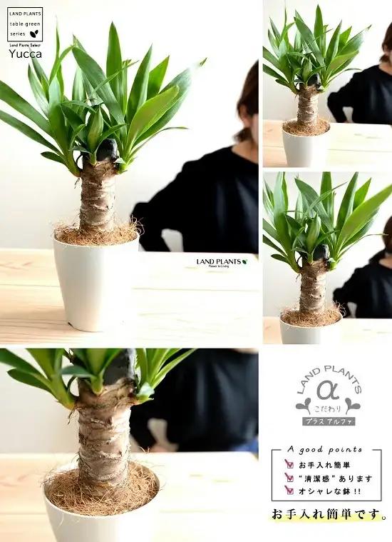 【お試し】 ドラセナ（ユッカ） 青年の木 白色 プラスチック鉢 4号 【ココファイバー】 リュウゼツラン ドラセナユッカ ヤッカ 丸形 鉢植え 苗 苗木 観葉植物 黒 ホワイト センジュラン 千寿蘭 