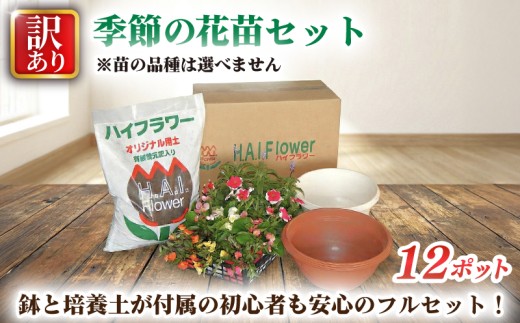 訳あり 品種お任せ 季節のお花 12ポット 栽培セット同梱(鉢+培養土) 寄せ植え 花 ガーデニング 園芸 花苗 お花 寄植え ハイフラワー 埼玉県 羽生市