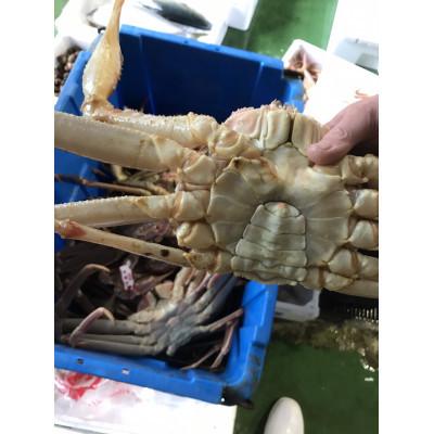ふるさと納税 智頭町 鳥取県産　活　松葉ガニ訳あり!　700g以上×2枚セット