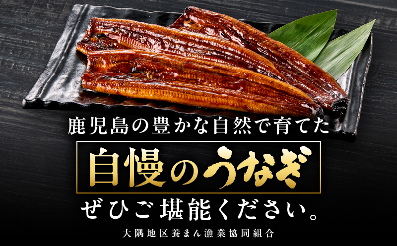 2869 【先行予約】鹿児島県大隅産うなぎ蒲焼4尾（600g）　KN007-004-01