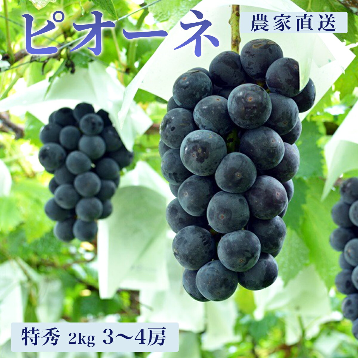 【ふるさと納税】＜ 先行予約 ＞ ぶどう ピオーネ 2kg 3〜4房 特秀 農家直送 山形県 朝日町産 山形産 ぶどう ブドウ 葡萄 グレープ 果物 フルーツ 秋 送料無料