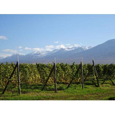 ふるさと納税 上富良野町 【野生酵母】辛口白ワイン2本セット▼北海道上富良野町の多田ワイナリー |  | 01