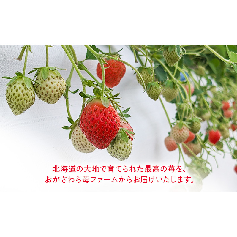 2025年 発送 先行 予約 北海道 伊達市 いちご すずあかね Lサイズ 24個入り 2トレー 48個 苺 イチゴ スイーツ デザート 果物 甘い 赤 鮮やか 新鮮 ケーキ お菓子作り