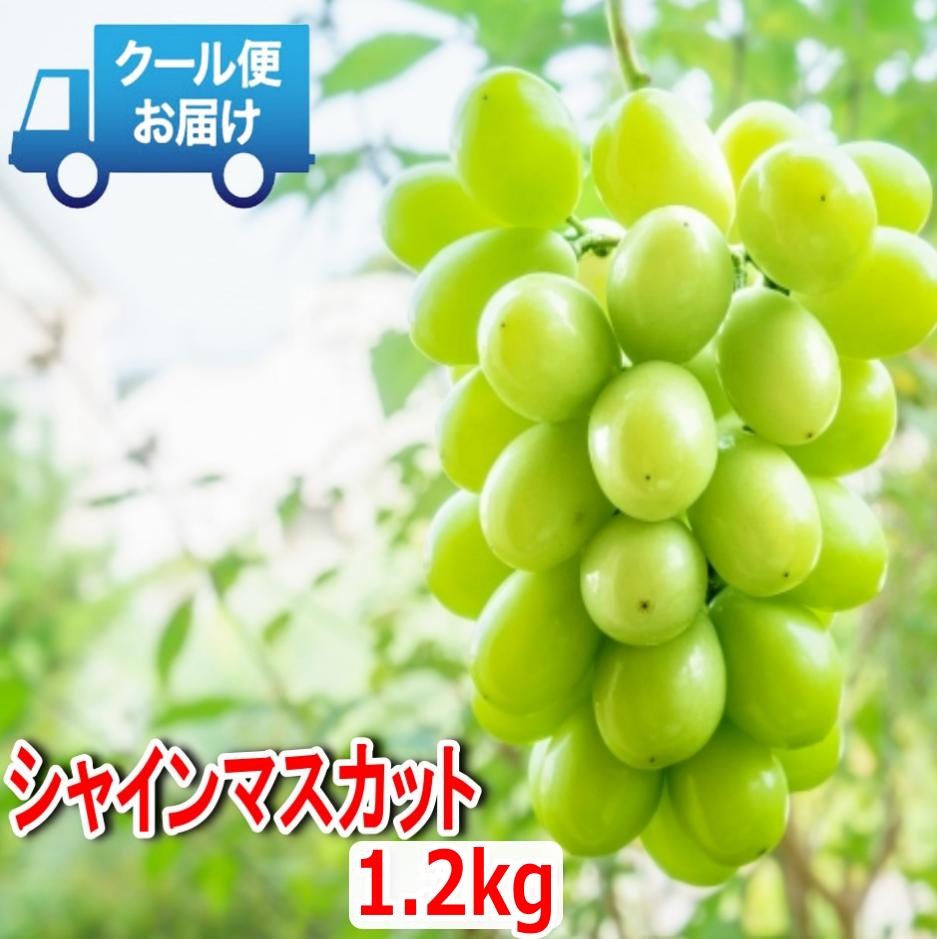
            安心のクール便発送　収穫当日に産地直送　シャインマスカット　1.2kg（2房）　ALPDB002
          