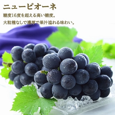 【先行受付】岡山県産　岡山白桃エース2Lサイズ250g×2玉・ニューピオーネ500g×1房　詰合せ【配送不可地域：離島・北海道・沖縄県】【1309120】