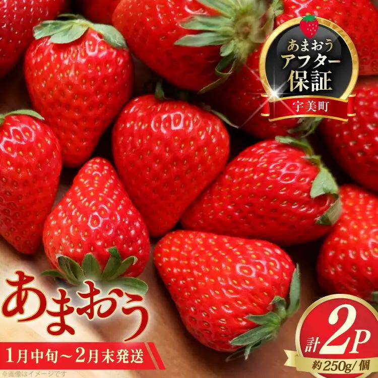 いちご あまおう 約250g × 2P 1月中旬 ～ 2月末 いちご