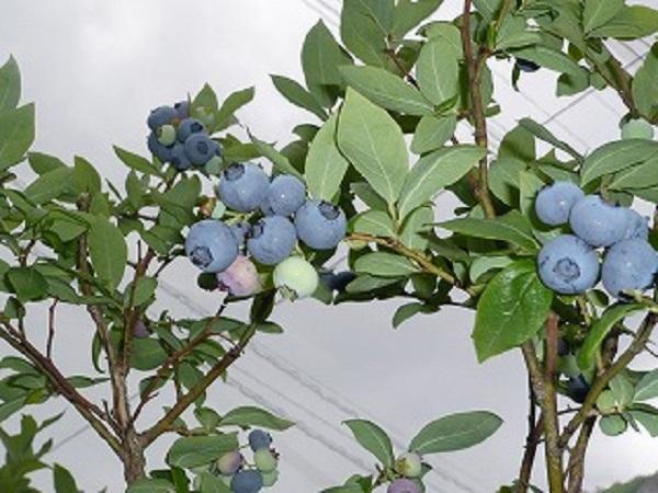 【2024年6月下旬～発送／先行受付】＜生産者直送＞新鮮朝取り　大粒生ブルーベリー 1.5kg