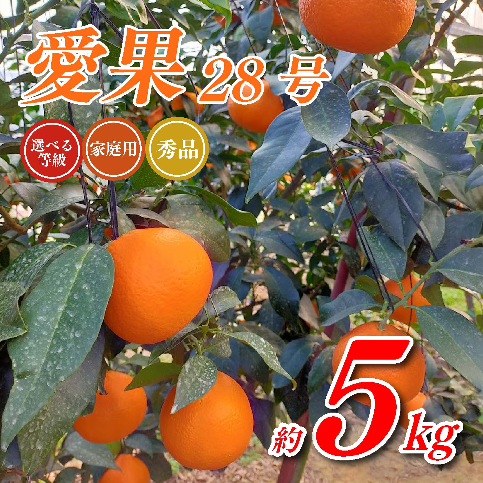 【ふるさと納税】 【先行予約】トロトロの果肉！あいか 5kg 秀品（愛媛果試第28号） | 愛果28号 紅まどんな 紅マドンナ と同品種 柑橘 みかん 果物 くだもの フルーツ おすすめ 高級 人気 お取り寄せ グルメ ギフト 期間限定 愛媛県 松山市 【11月下旬～12月下旬発送】