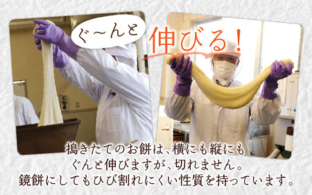 【先行予約】「杵つき白丸もちセット40個」(50g × 40個） 大野産たんちょうもち米使用 