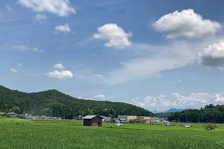 令和6年度産 新米 にこまる 10㎏（減農薬・無化学肥料）