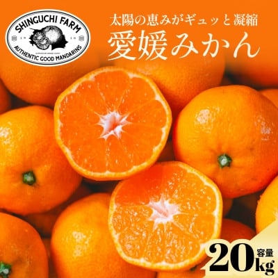 
            愛媛みかんの老舗厳選＜愛媛県川上産 みかん 20kg＞新口農園＜H70-33＞【1536301】
          