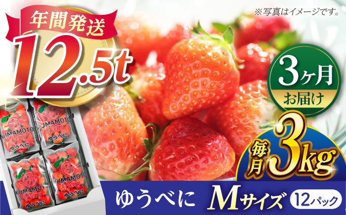 
            【先行予約】【3回定期便】いちご Mサイズ ゆうべに 3kg（12pc）【熊本ベリー】いちご イチゴ 苺 ゆうべに 大粒いちご  [ZER012]
          
