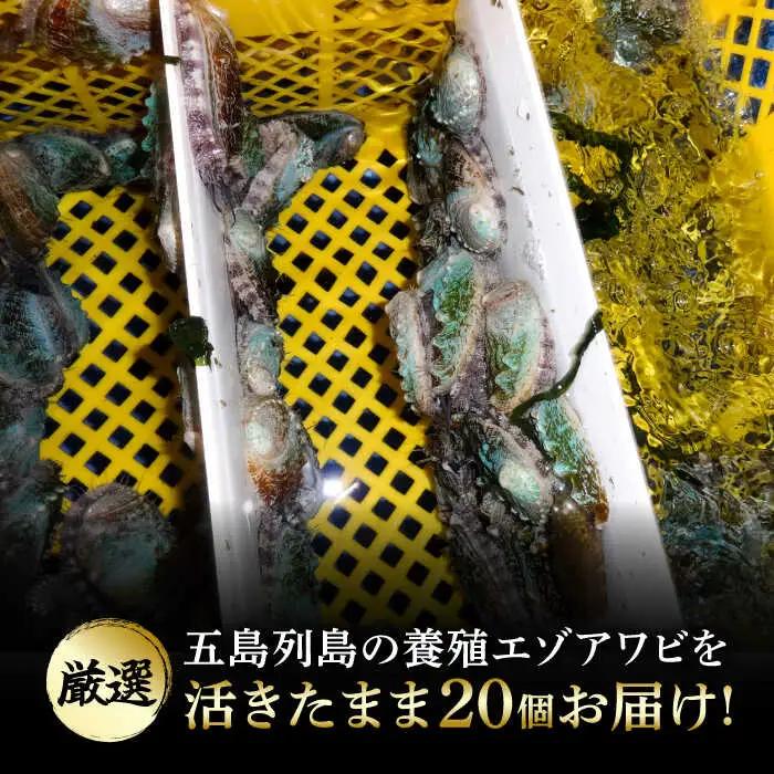 上五島産養殖ひとく アワビ 活 厳選 20個 刺身 ステーキ 生[RAE001] アワビ あわび 刺身 五島 アワビ あわび 刺身 五島 アワビ あわび 刺身 五島九州 長崎