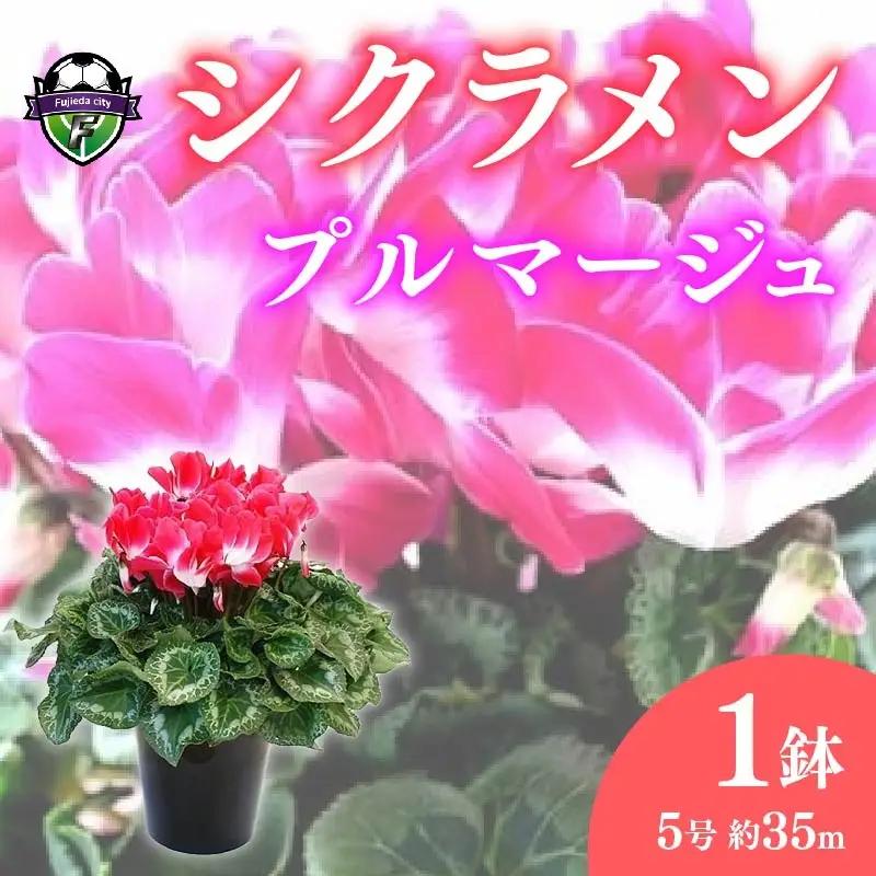 【 先行予約 ：2026年12月発送開始 】 花 シクラメン 鉢植え プルマージュ 5号 花 オンライン決済限定 花