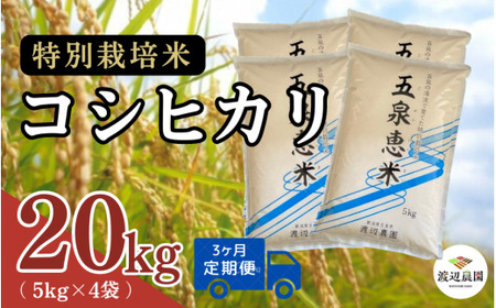 【令和6年度産新米】〈3回定期便〉特別栽培米コシヒカリ 精米  20kg(5kg×4袋) 渡辺農園