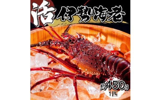 HRISI-45 【先行予約】 ＜数量限定＞宮崎県串間産伊勢エビ（約450g）【合同会社Houryoumaru】